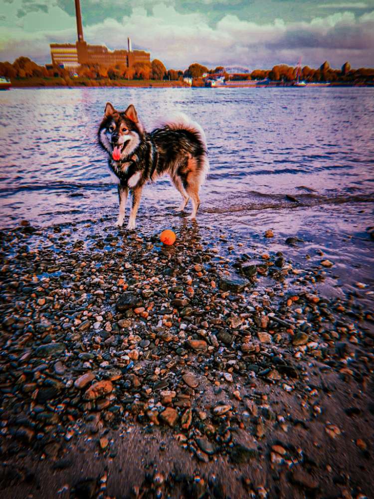 Hundetreffen-Gemeinsame Spaziergänge, je nachdem mit oder ohne Freilauf 😊-Profilbild