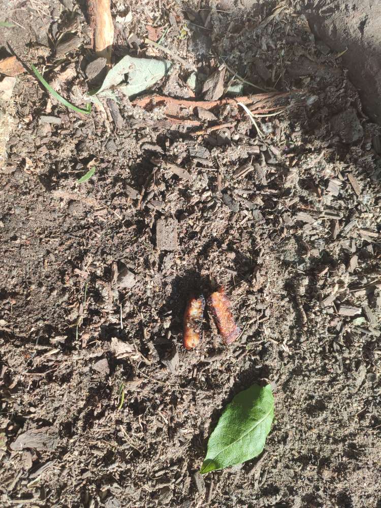 Giftköder-Giftköder Hundewiese Kammerhof-Profilbild