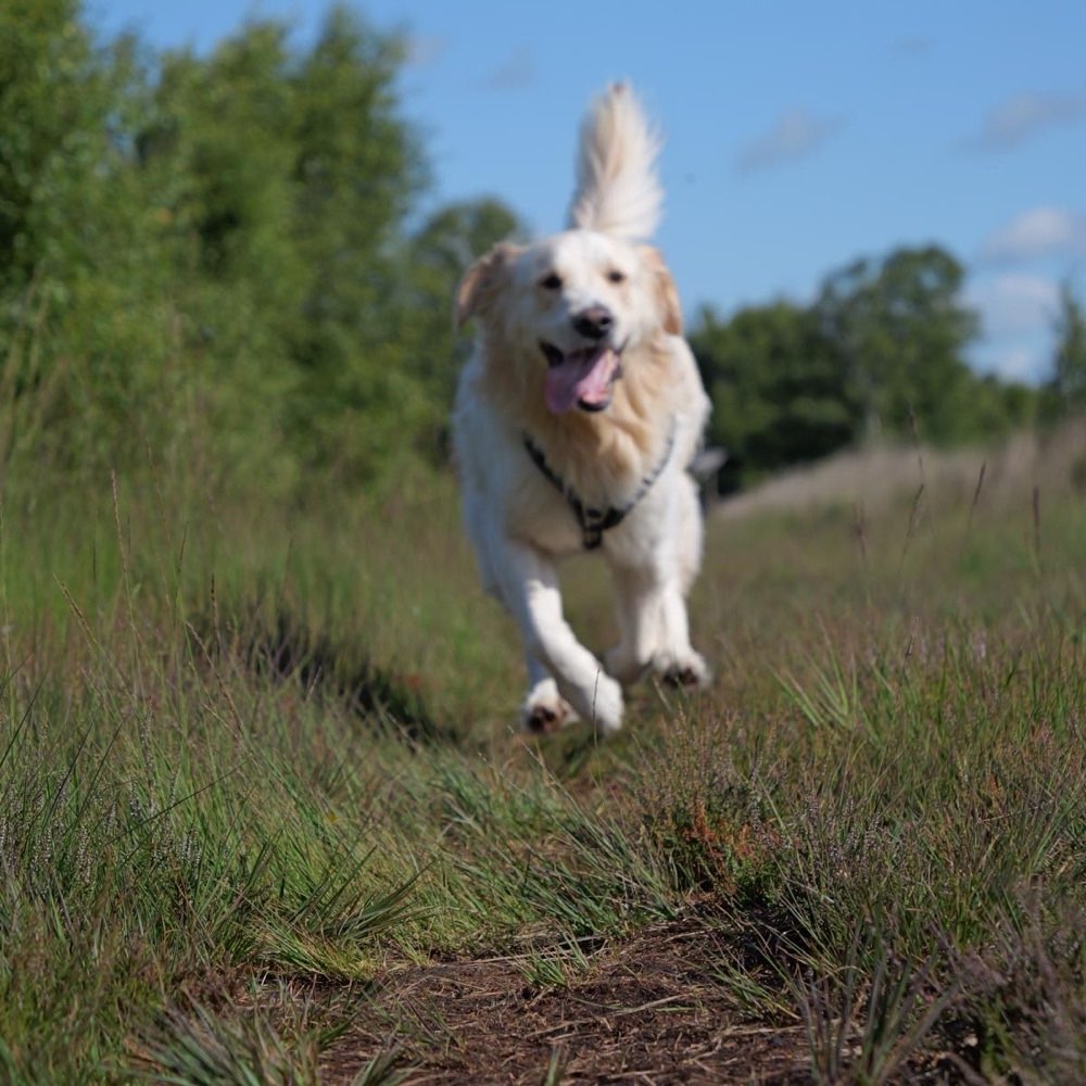 Hundetreffen-Golden Retriever - Treffen-Profilbild