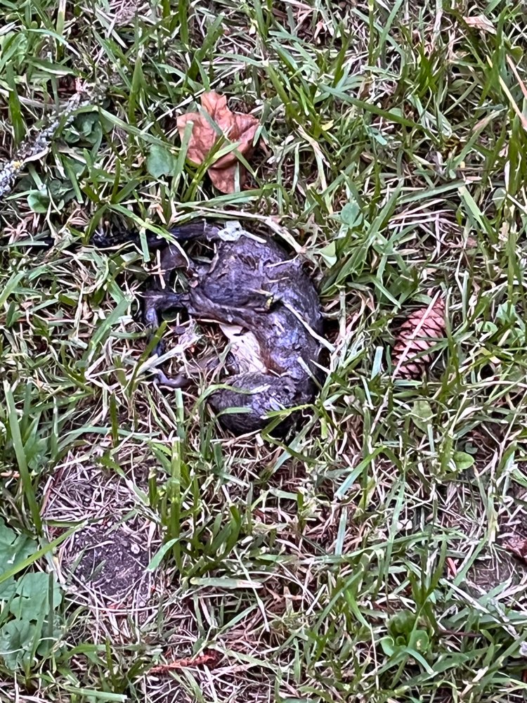 Giftköder-3 tote Mäuse (Gift?) Haunstetten-Profilbild