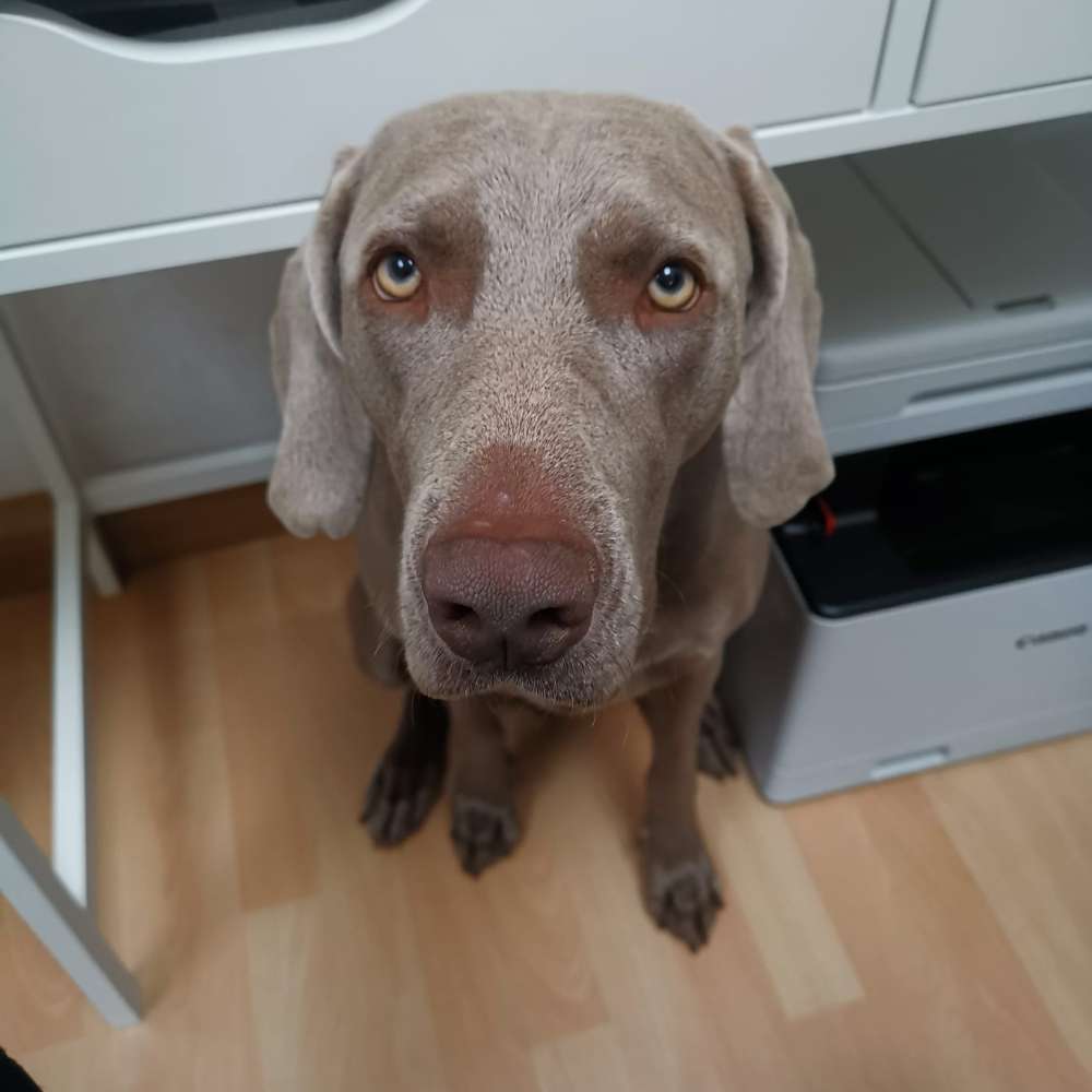 Hundetreffen-Spielgefährten gesucht-Profilbild