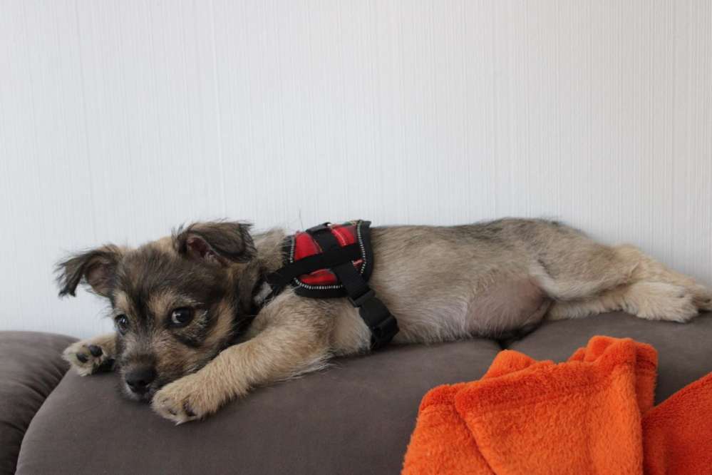 Hundetreffen-Spielen mit Lucky-Profilbild