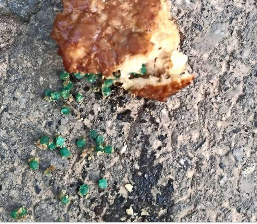 Giftköder-Giftköder-Profilbild