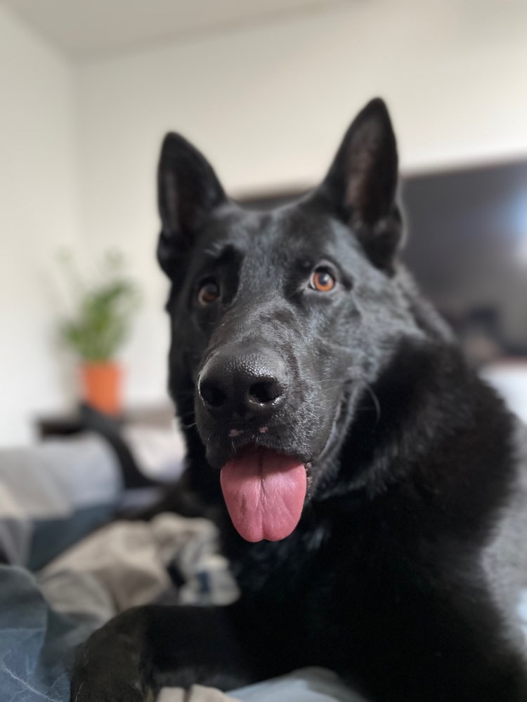 Hundetreffen-Schäferhunde-Treffen Wolfsburg-Profilbild