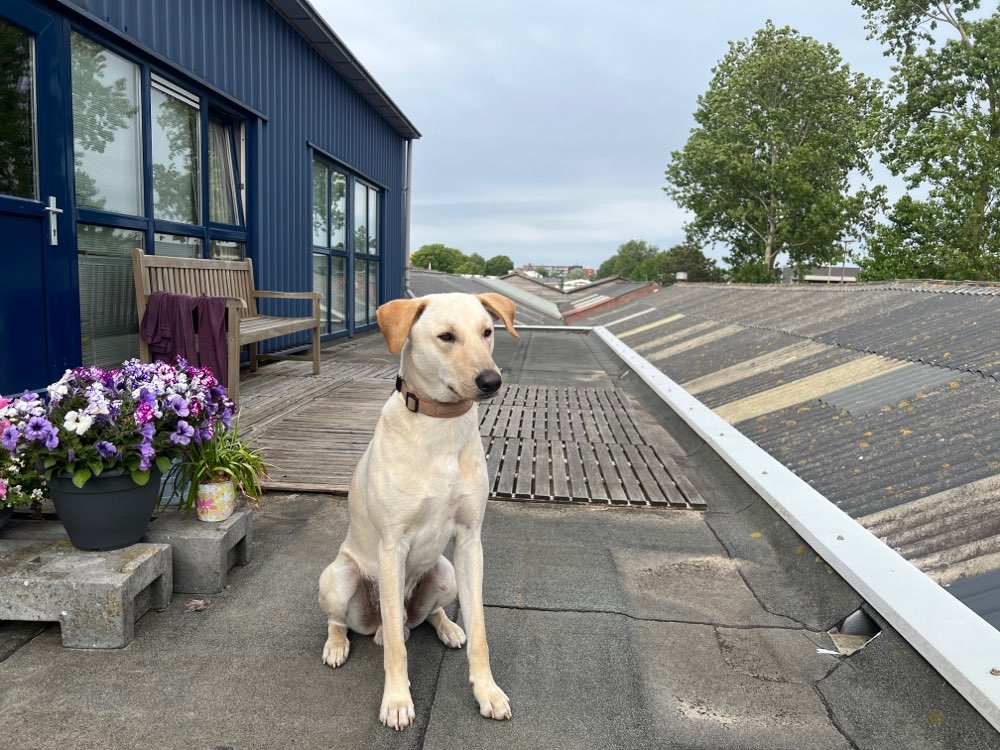 Hundetreffen-Social Walk/ Hundebegegnungen üben-Profilbild