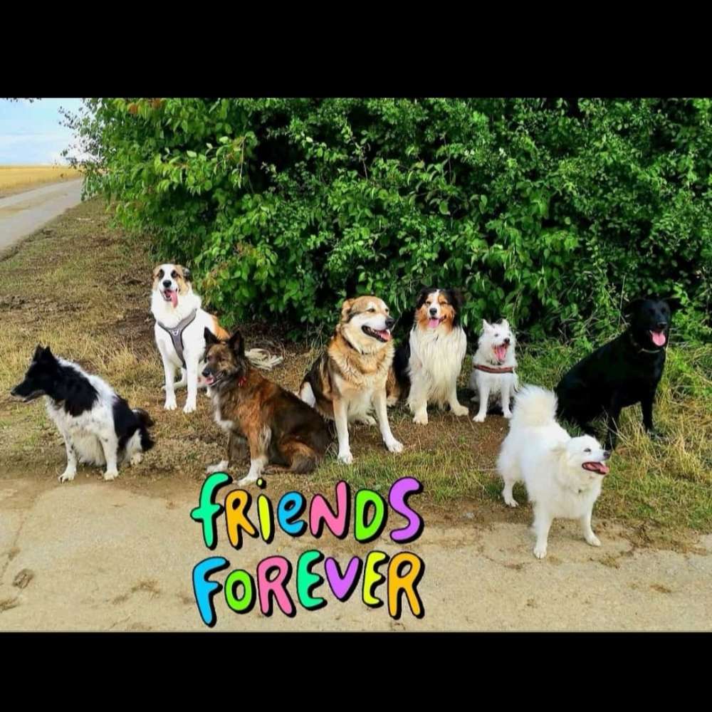 Hundetreffen-Gassi und Spiel mit Hunden-Profilbild