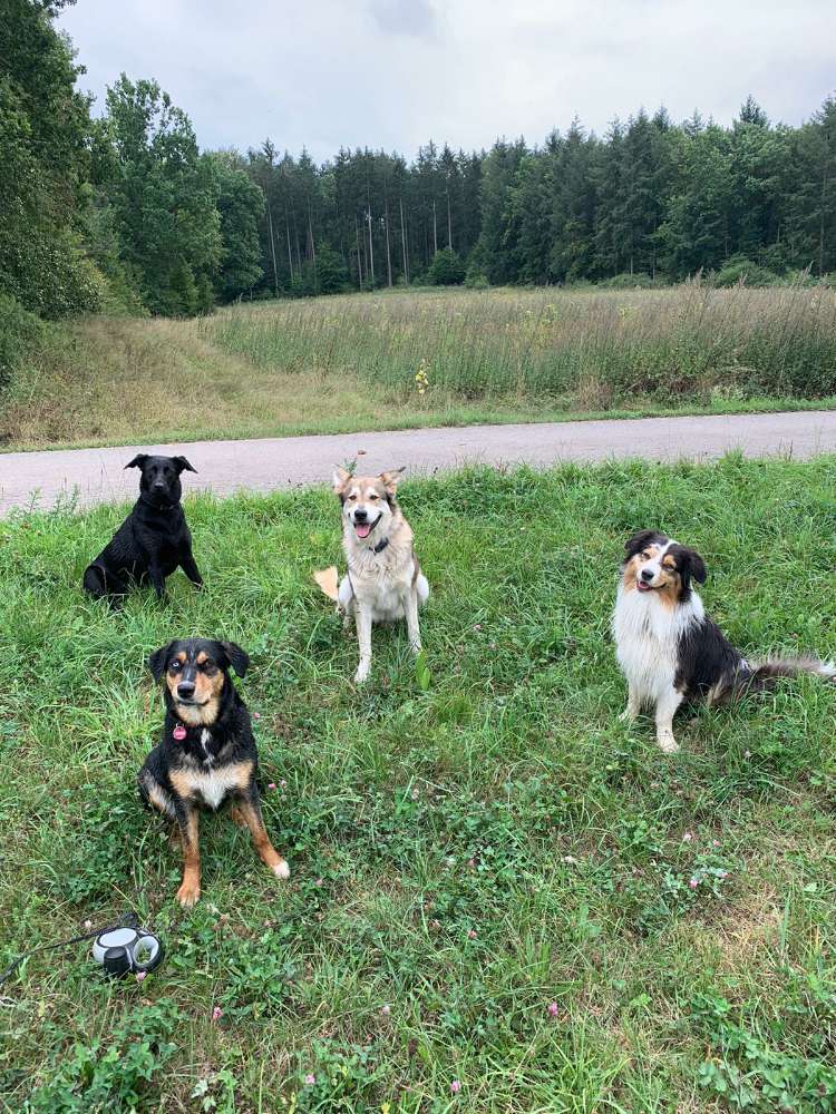 Hundetreffen-Treffen zum Hundelaufen...Alter egal...Rasse egal...Sozialisierung ist immer gut..-Profilbild