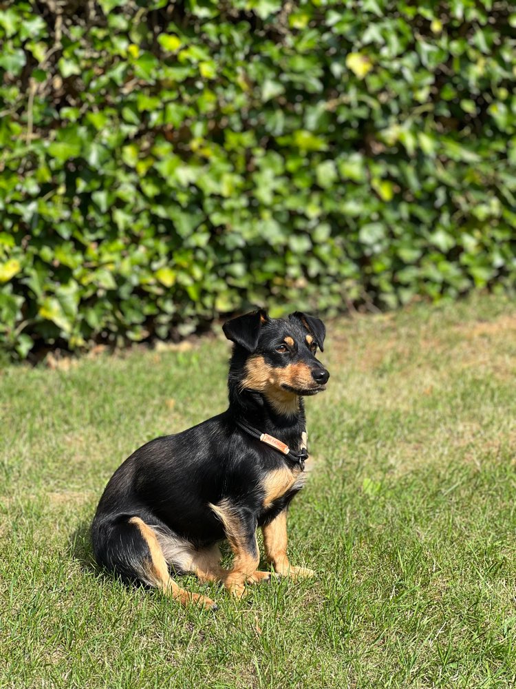 Hundetreffen-Gassirunde für neuen Hundekontakt-Profilbild