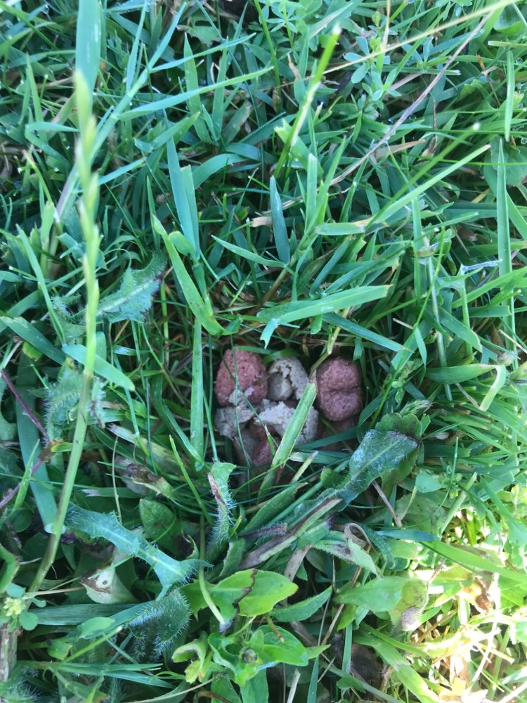 Giftköder-Ausgelegtes Futter-Profilbild