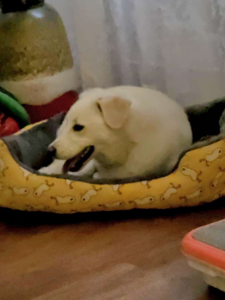 Suchmeldung-Ameli-Profilbild