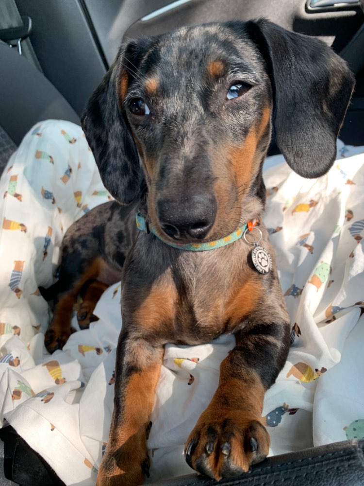 Hundetreffen-Gassirunde-Profilbild