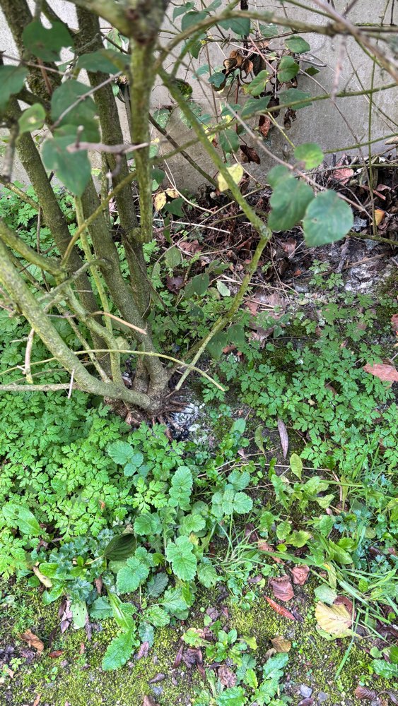 Giftköder-Verdächtiges Pulver an der Lache-Profilbild