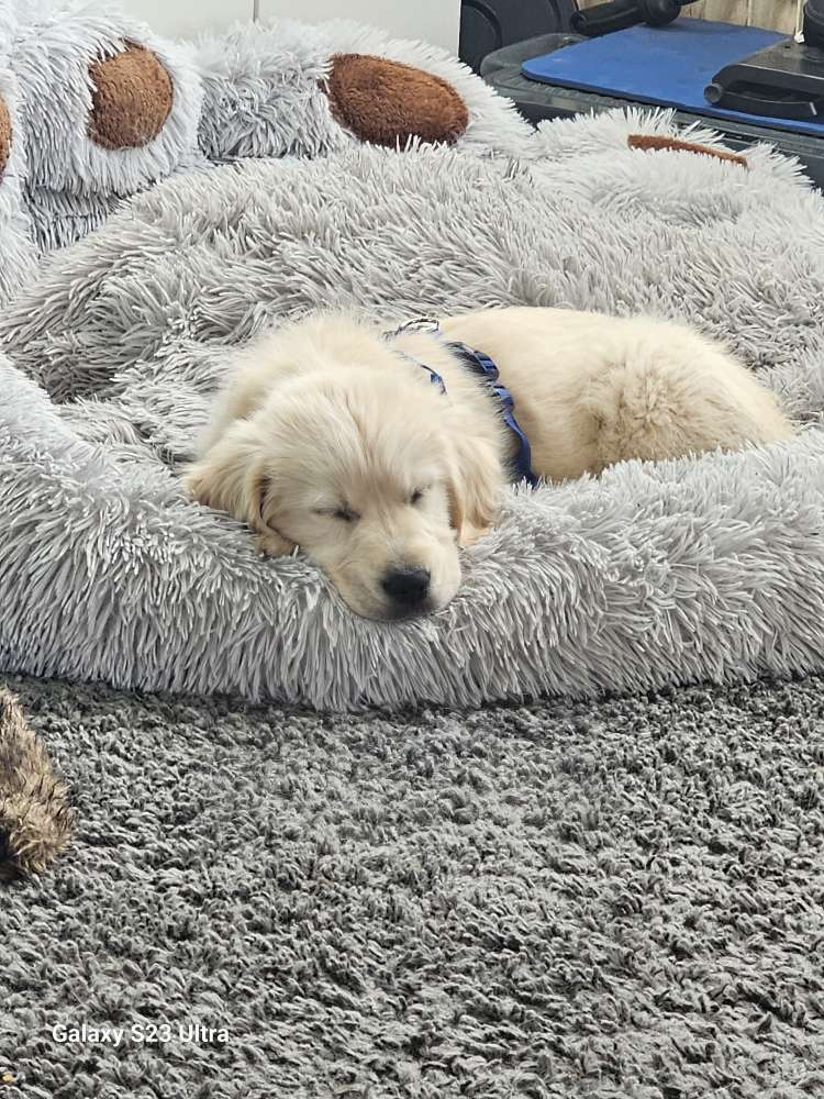 Hundetreffen-Welpen treffen-Profilbild