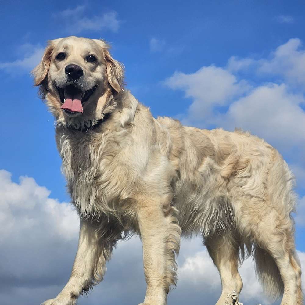 Hundetreffen-Mantrailing-Profilbild