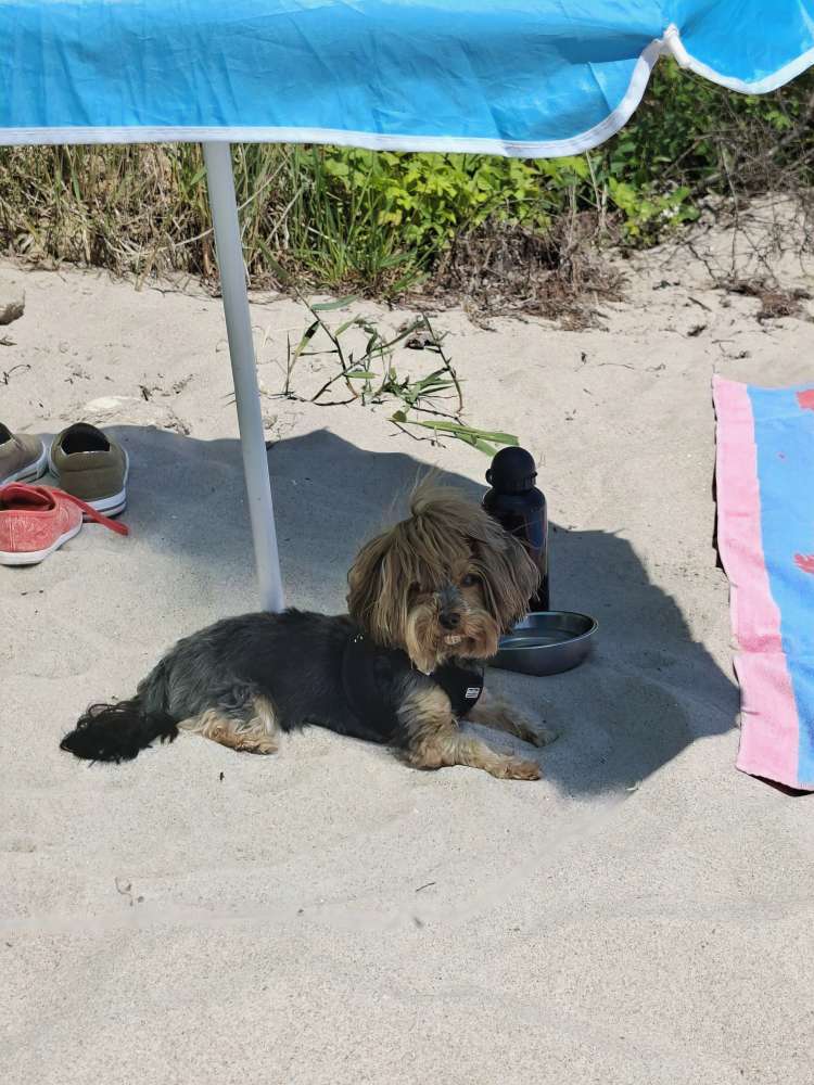 Hundetreffen-Bella sucht kleine Fellnasen zum Gassigehen-Profilbild