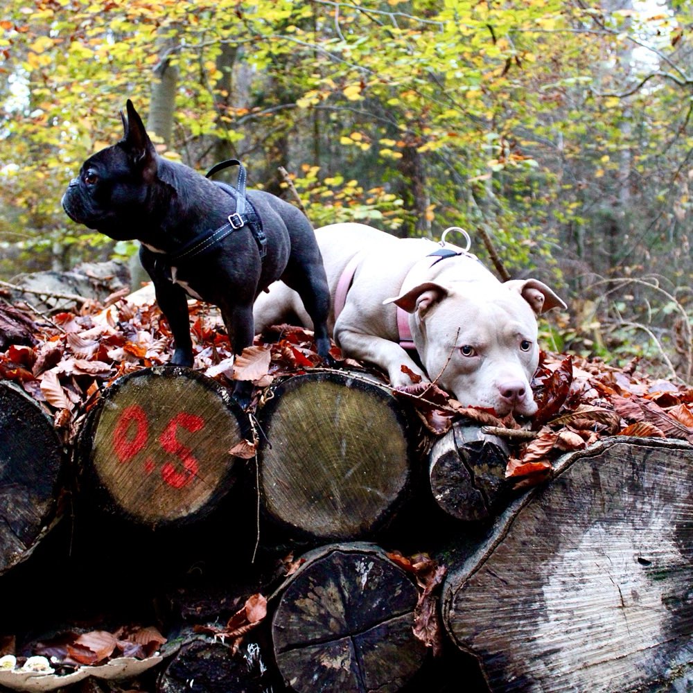 Hundetreffen-Bully/Hundetreffen Wendthagen-Profilbild