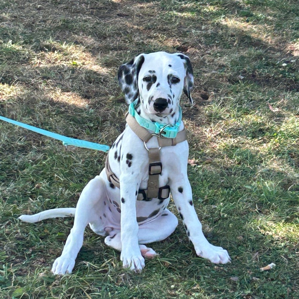 Hundetreffen-Welpenspielgruppe in Rinteln und Umgebung gesucht!-Profilbild