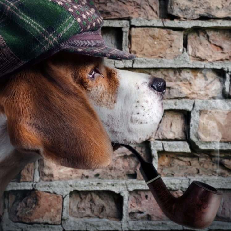 Hundetreffen-Krimi Wanderungen-Profilbild