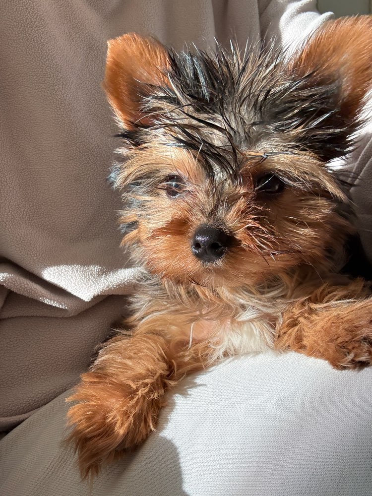 Hundetreffen-Spielgefährte in Moosburg gesucht-Profilbild