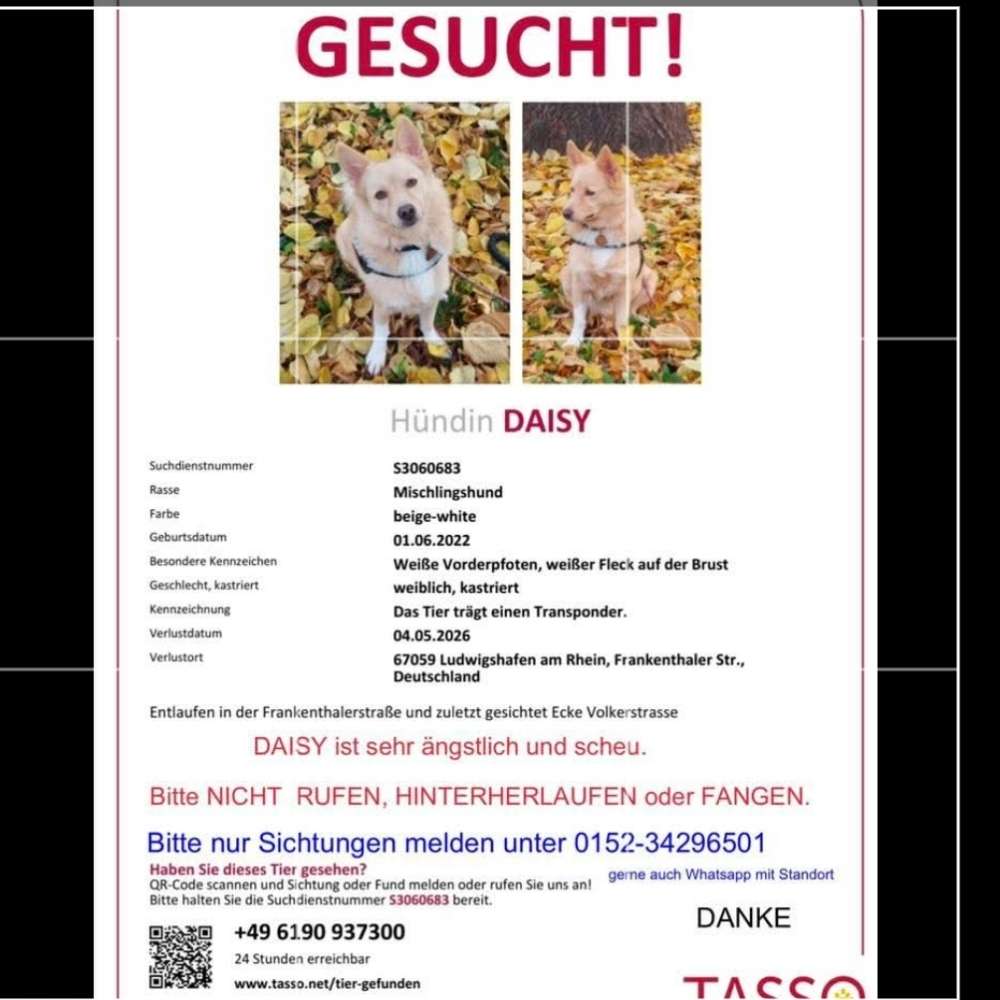 Suchmeldung-Daisy-Profilbild