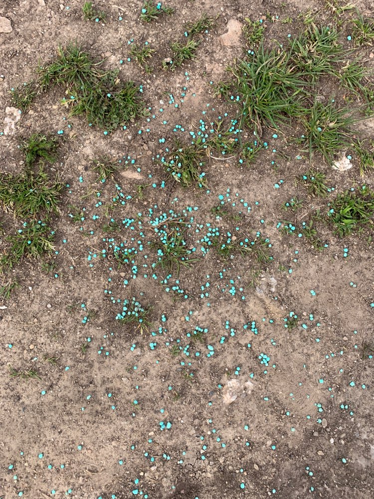 Giftköder-Blaukorn-Profilbild