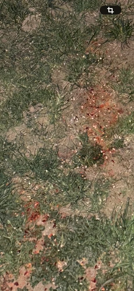 Giftköder-Gefahr für Tiere-Profilbild