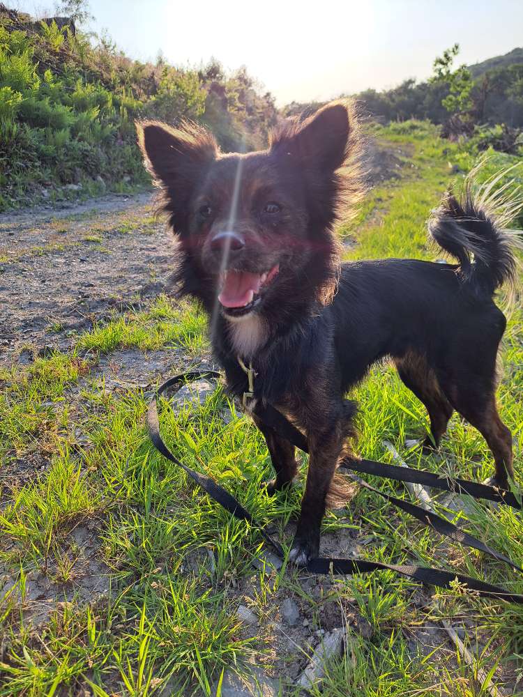 Hundetreffen-Sozialkontakte für Wirbelwind-Profilbild