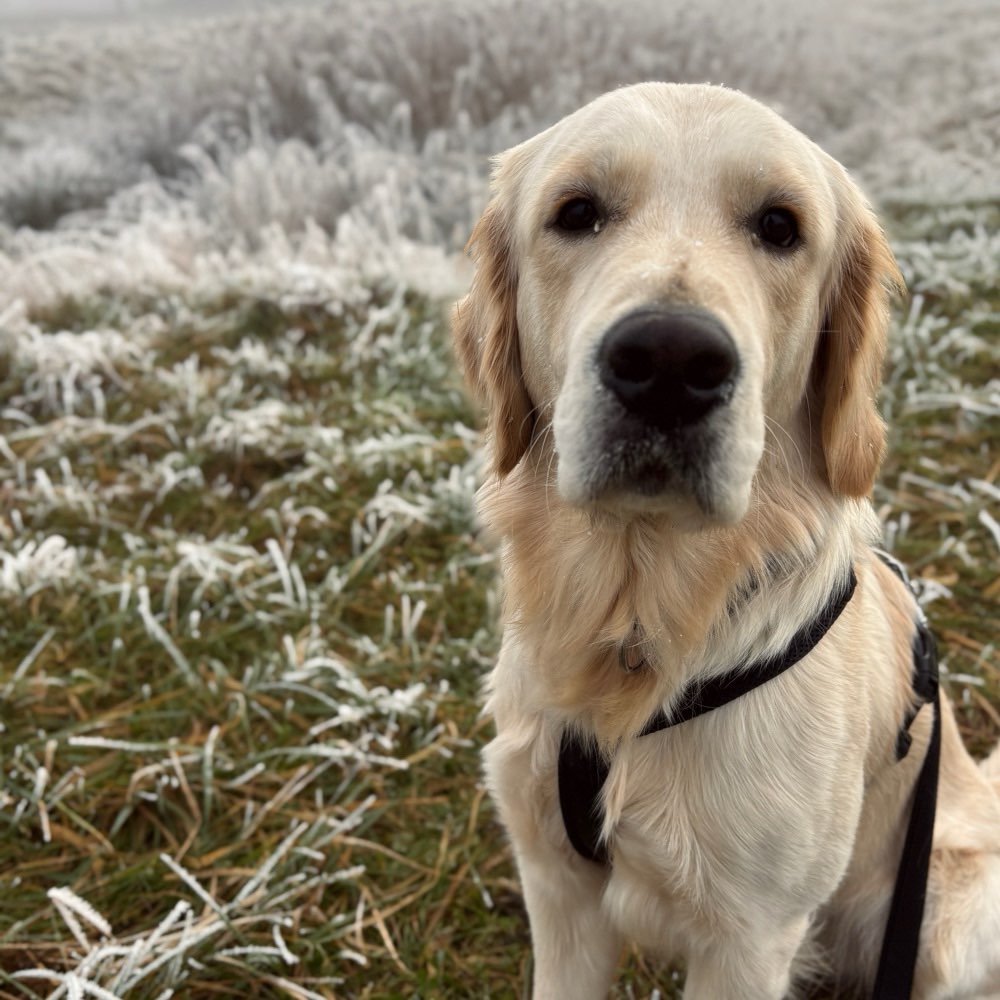 Hundetreffen-Spielgefährte gesucht-Profilbild