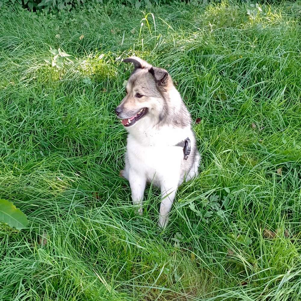 Hundetreffen-Gemeinsame Gassirunden-Profilbild