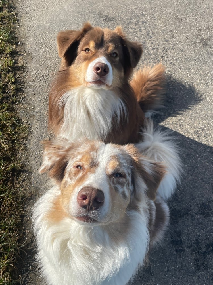 Hundetreffen-Wir suchen spiel/gassi Partner für unsere aussies-Profilbild