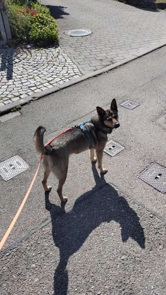 Hundetreffen-Hundefreunde für Daisy gesucht. Zum gemeinsamen spazierengehen und spielen.-Profilbild