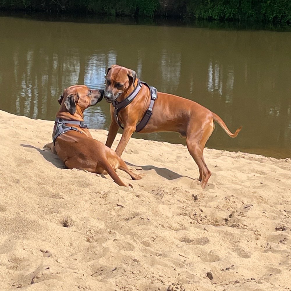 Hundetreffen-Spaziergänge Toben etc-Profilbild