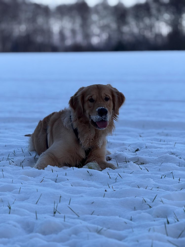 Hundetreffen-Hundetreffen ☺️-Profilbild