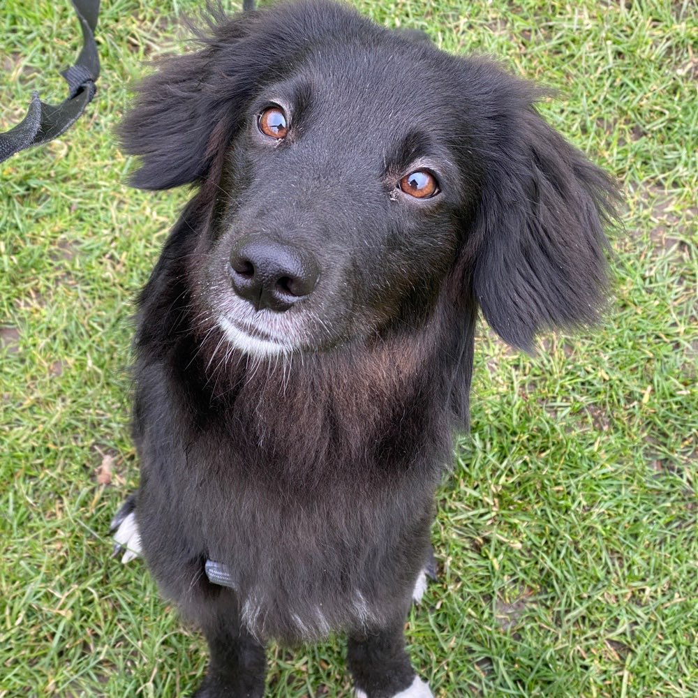 Hundetreffen-Gassi Runden, Kumpel zum spielen.-Profilbild