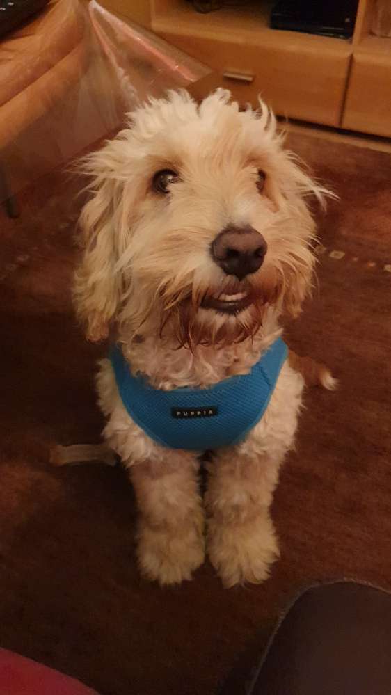 Hundetreffen-Welpen Lets play!-Profilbild