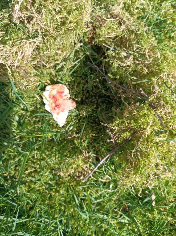 Giftköder-Giftköder-Profilbild