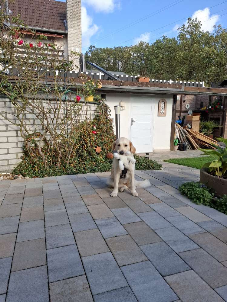 Hundetreffen-Gassi gehen bzw spielen-Profilbild