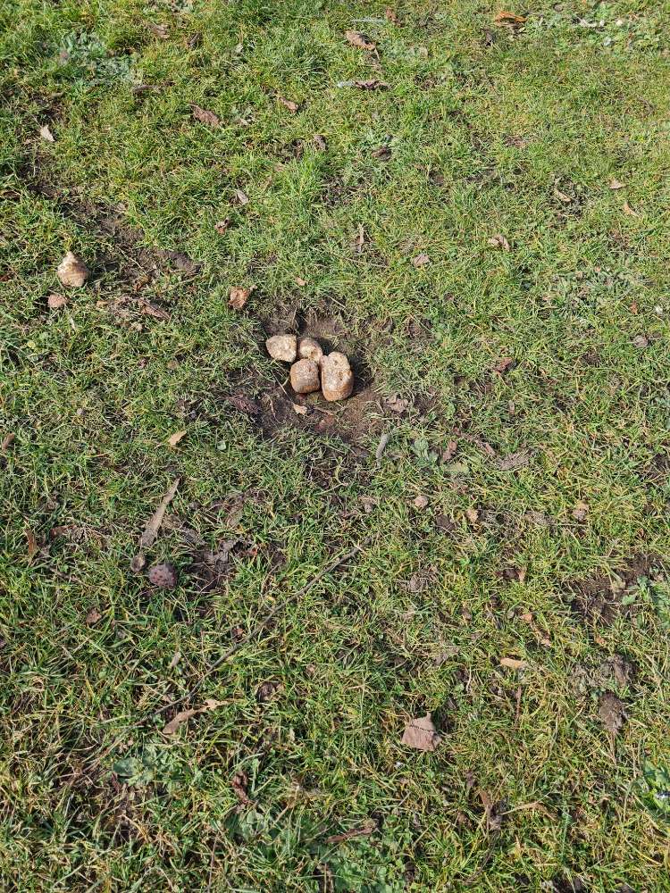 Giftköder-Mehrere Brote wurden dort ausgelegt-Profilbild