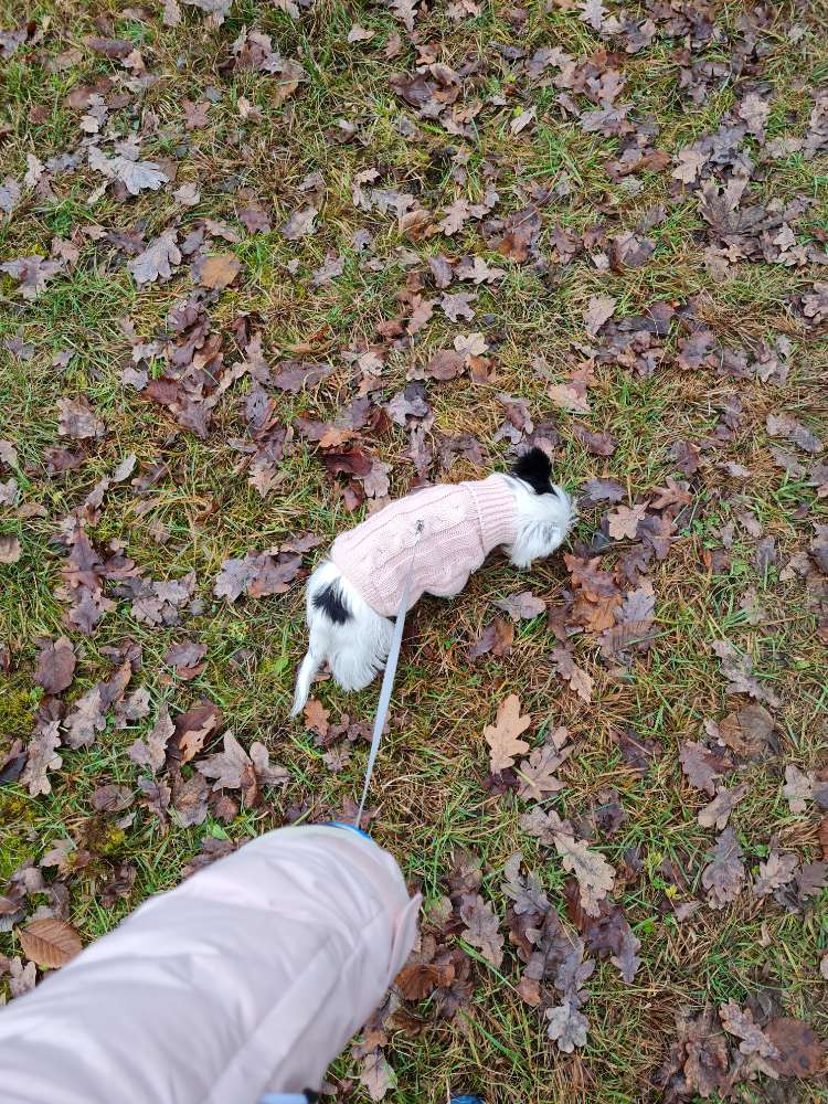 Hundetreffen-Welpen treffen für Angst Welpe.-Profilbild