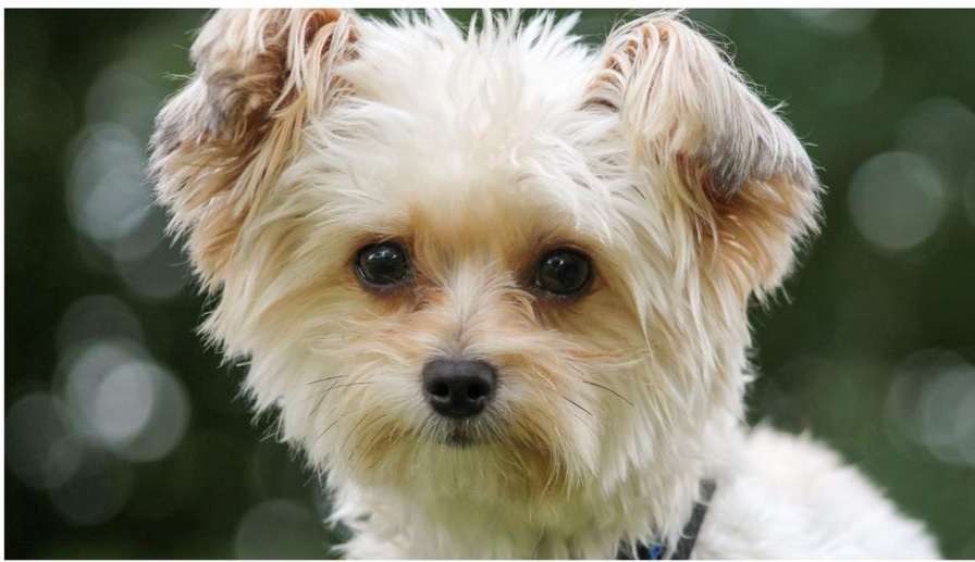 Hundetreffen-Gassirunde in Osnabrück-Schölerberg-Profilbild