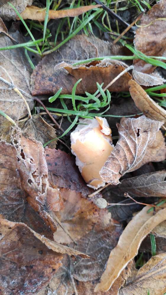 Giftköder-Mehrere Wurststücke-Profilbild