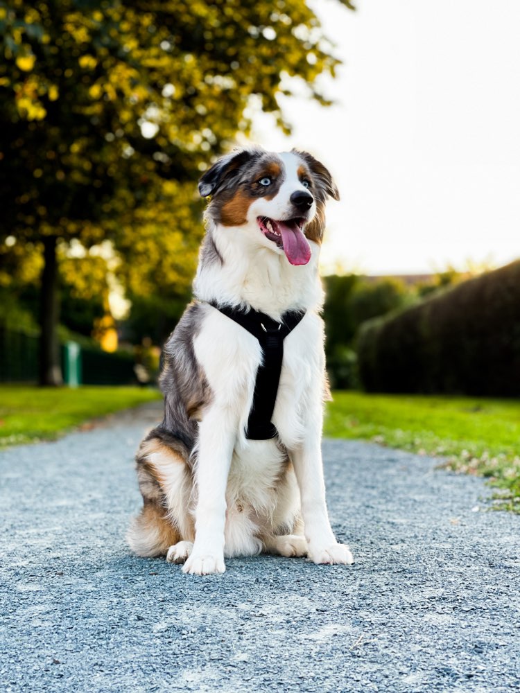 Hundetreffen-Zusammen Spazieren gehen und Spielerunden für die Hunde 😊-Profilbild