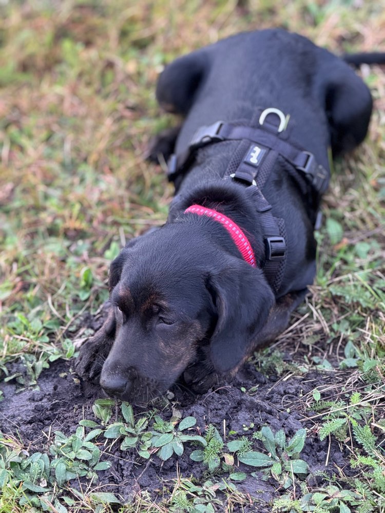 Hundetreffen-Spielfreunde gesucht für Nala-Profilbild