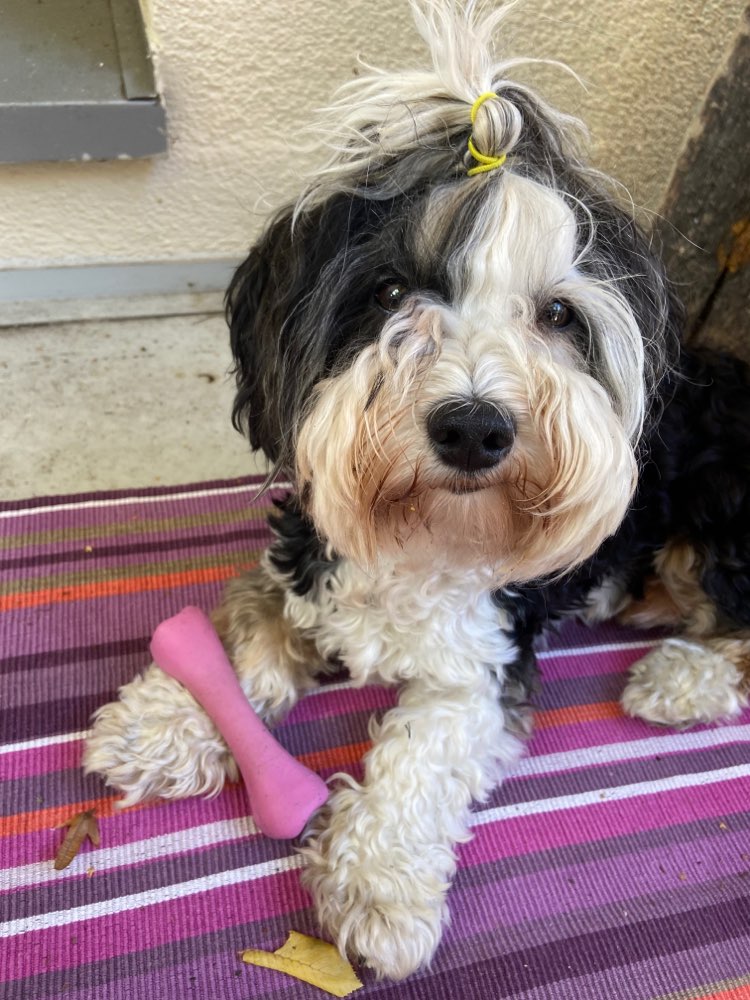 Hundetreffen-Kleiner Leinenrowdie sucht Trainings und Spielpartner-Profilbild