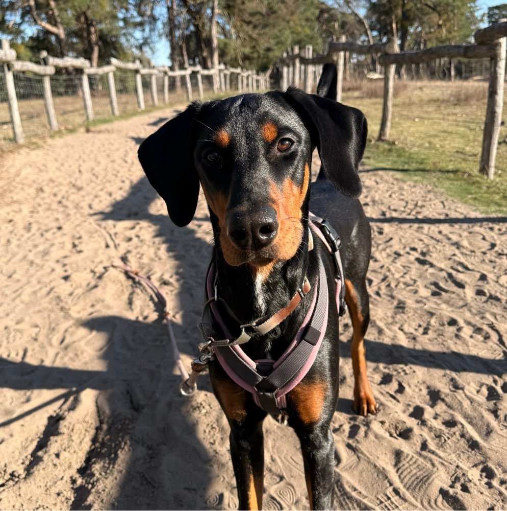 Hundetreffen-Spielfreund für meine 10 Monate alte Dobermann Hündin-Profilbild
