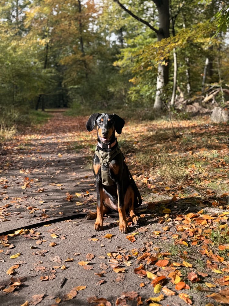 Hundetreffen-Spielfreund für meine 5 Monate alte Dobermann Hündin-Profilbild