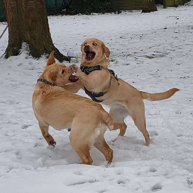 Hundetreffen-Soziales Spiel unter Aufsicht-Profilbild