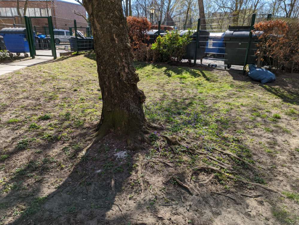 Giftköder-Weisse Klumpen-Profilbild