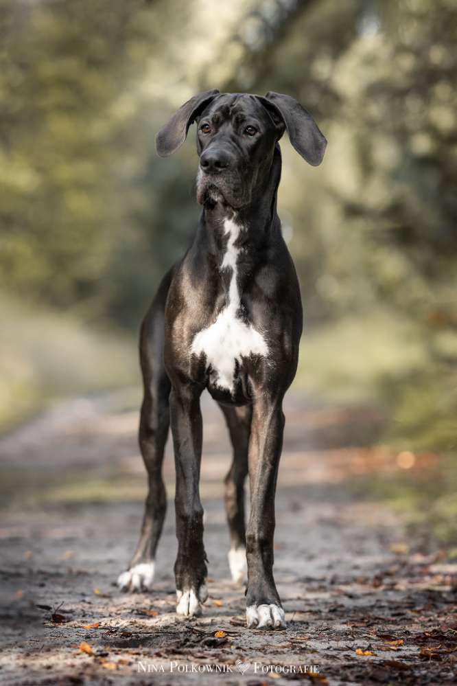 Hundetreffen-Hunde Spieldate-Profilbild