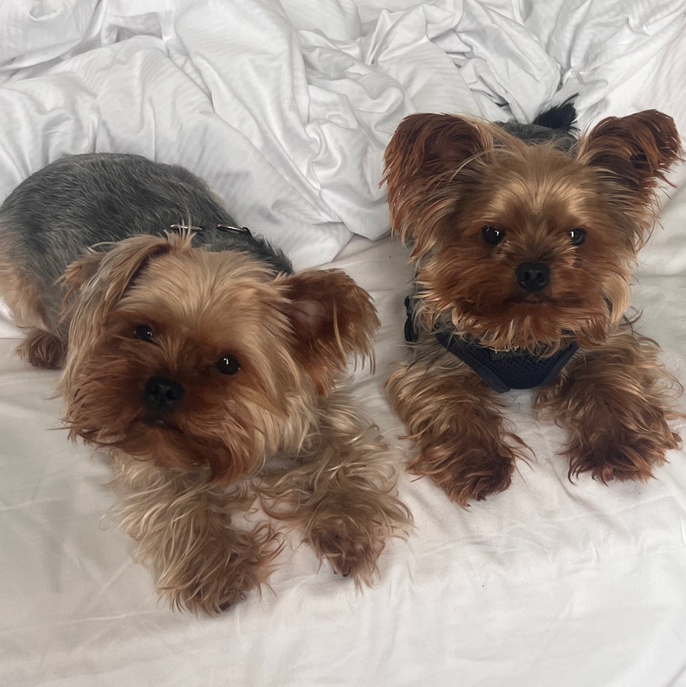 Hundetreffen-I have two young Yorkshire boys and we will love to meet a dogs . We live in Dreieich-Profilbild